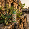 BOSWELLIA - 60 gél. - confort articulaire inflammation Ayur-Vana- AyurVana
