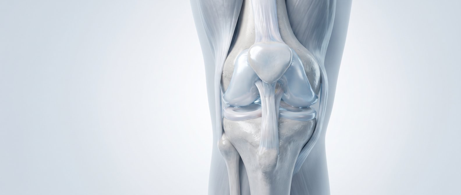 Illustration 3D d une articulation du genou avec cartilage sain