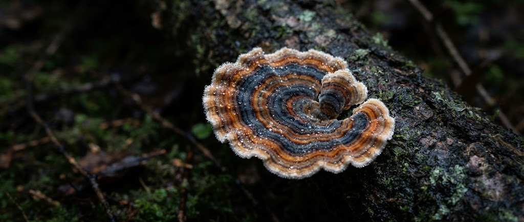 Gros plan macro sur les bandes concentriques multicolores d'une queue de dinde (Trametes versicolor)