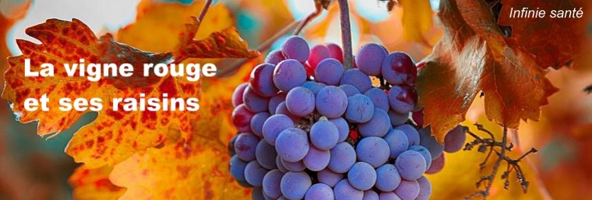 La vigne rouge