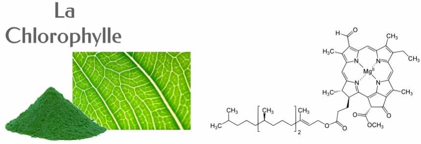 La chlorophylle