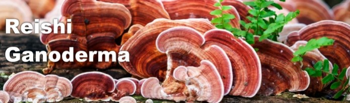 LE REISHI
