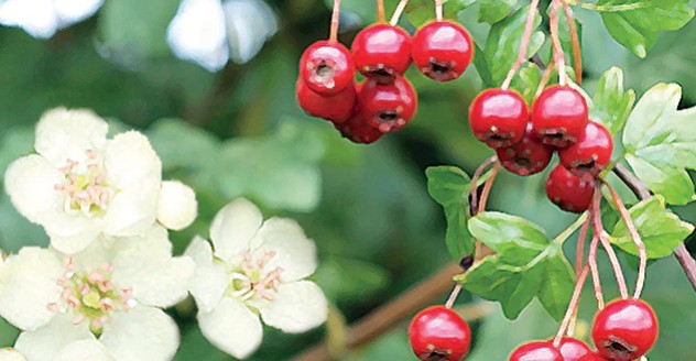 L'aub&eacute;pine vertus et bienfaits