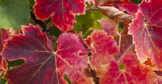La vigne rouge