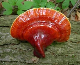 LE REISHI, champignon aux mille vertus