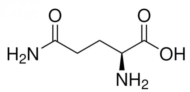 Les Vertus de la L-Glutamine
