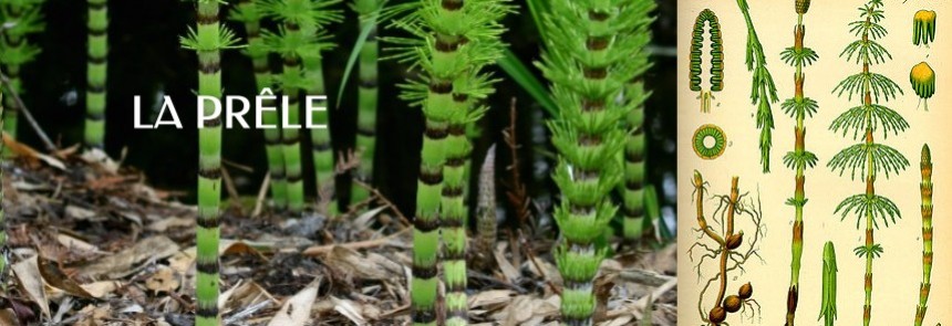 La pr&ecirc;le - la plante