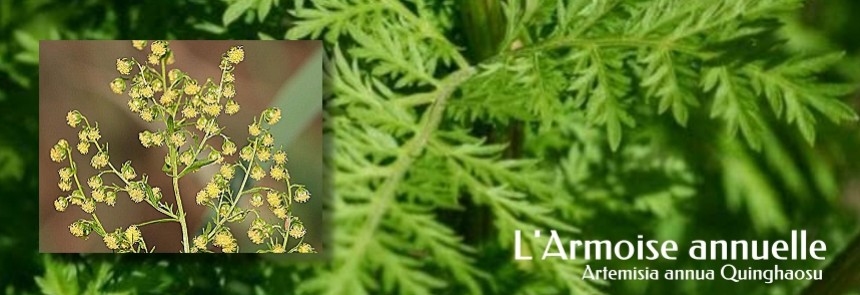 L'armoise annuelle (art&eacute;misia annua)