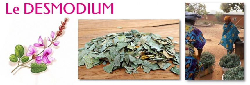 Le desmodium