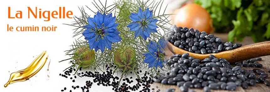 Nigelle Cumin noir