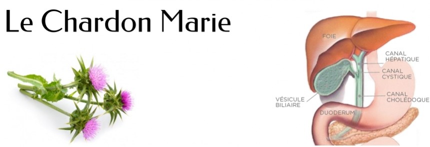 Le Chardon Marie