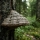 Fomes fomentarius (amadouvier)