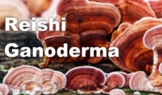 LE REISHI