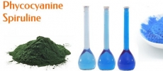 La phycocyanine spiruline