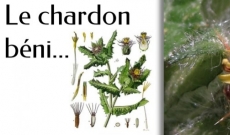 Le Chardon B&eacute;ni