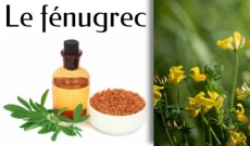 Le f&eacute;nugrec